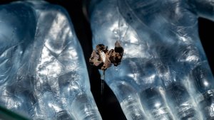 Faivovich &amp; Goldberg: el acto de desenterrar el pasado